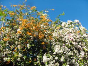 SAMSUNG DIGITAL CAMERA