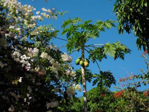 SAMSUNG DIGITAL CAMERA