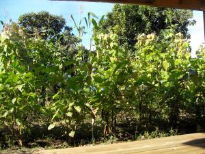 SAMSUNG DIGITAL CAMERA